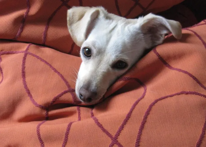 Bed and breakfast Art'e Locarno